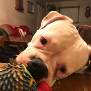 Meet your Posher, Misty